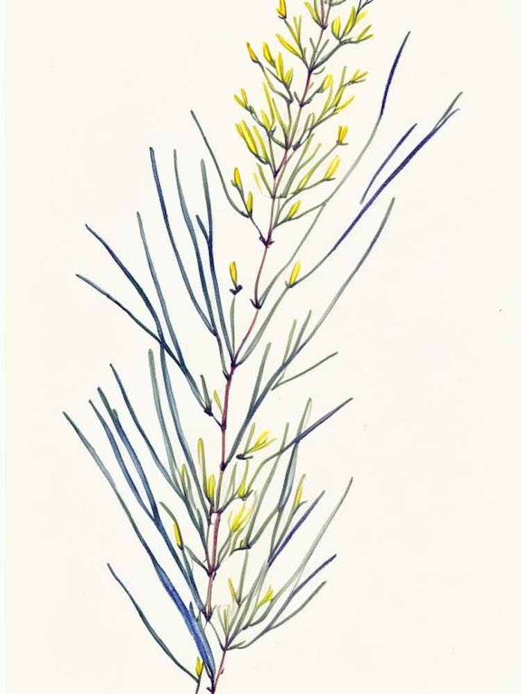 Ephedra Kraut Minimalistische Aquarell 3