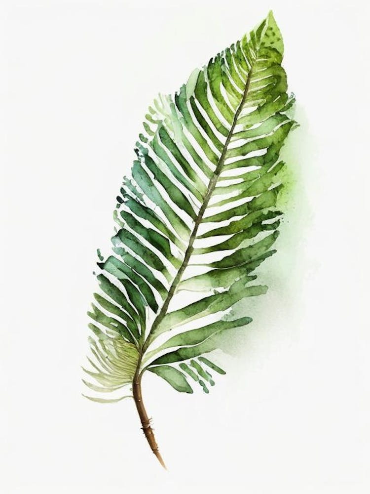 Sword Fern Watercolour