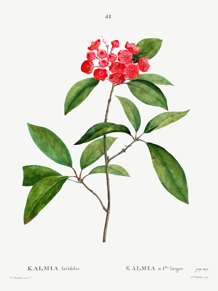 Mountain Laurel, Pierre Joseph Redoute