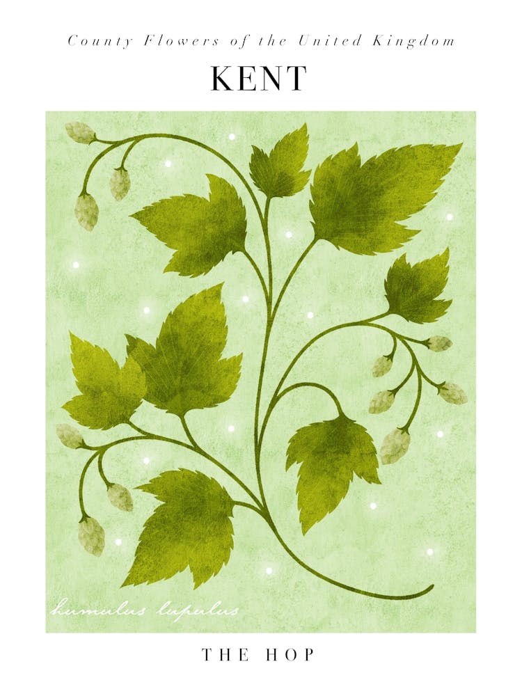 UK County Flowers | Kent Hop