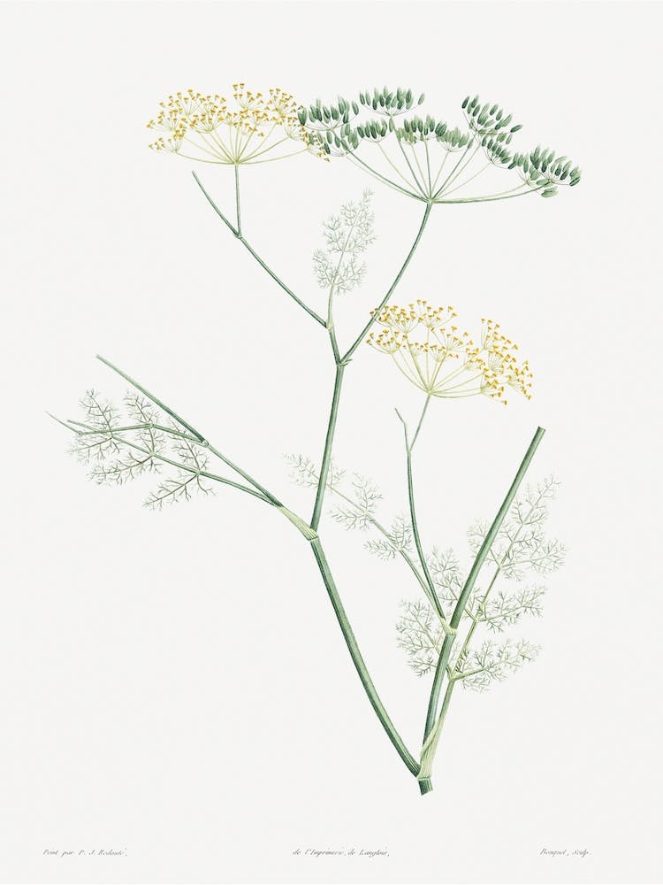 Fennel Flowering Plant From La Botanique De Jj Rousseau, Pierre Joseph Redouté