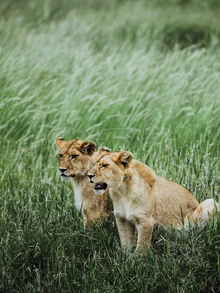 Tanzania III