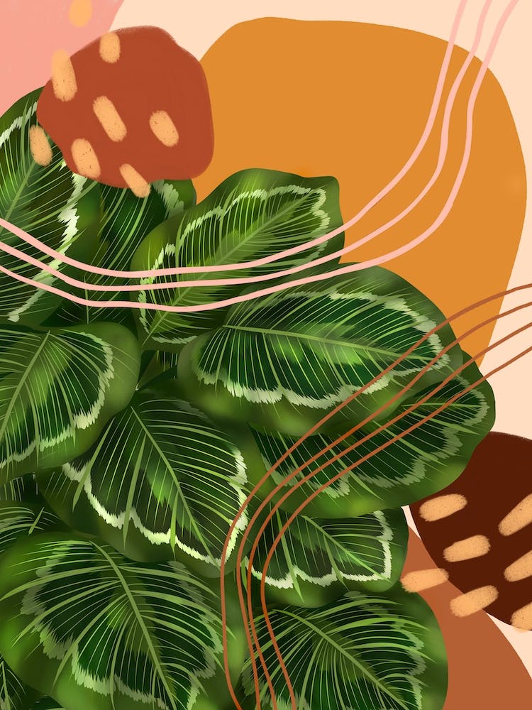 Abstract Calathea Marion