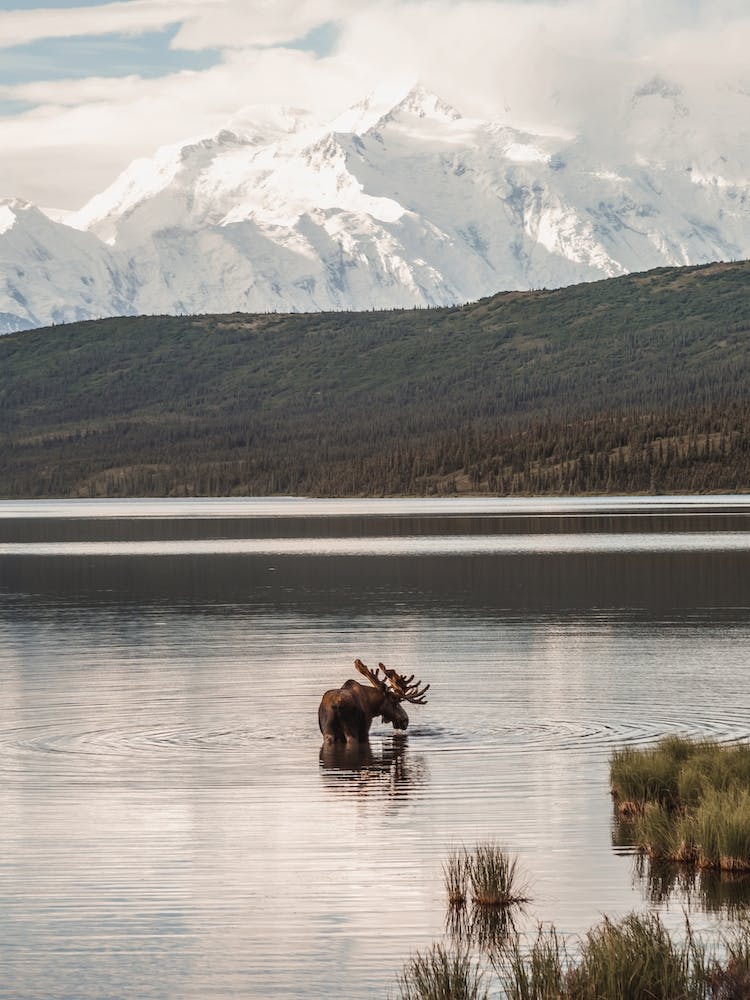 Moose In A Lake