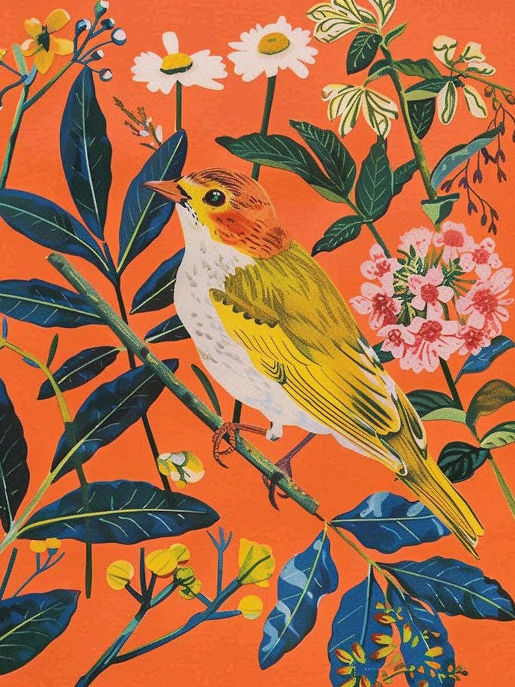 Spring Birds Baldpate 2