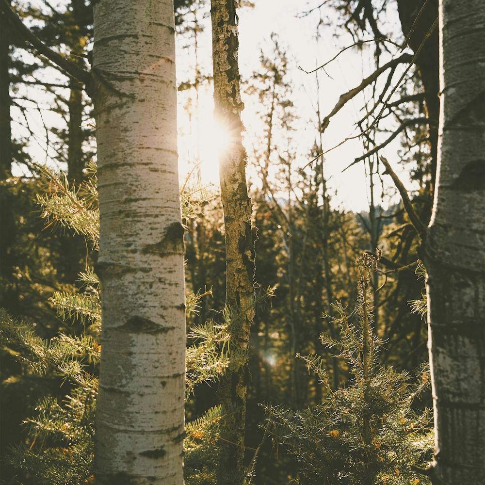 Sun Peeking Through Trees