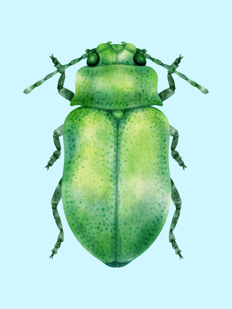 Beetle 1
