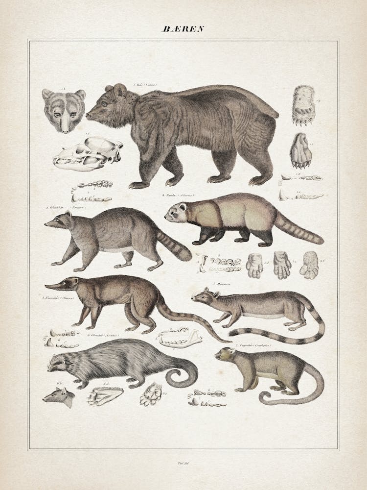 Vintage Oken 2 Bären