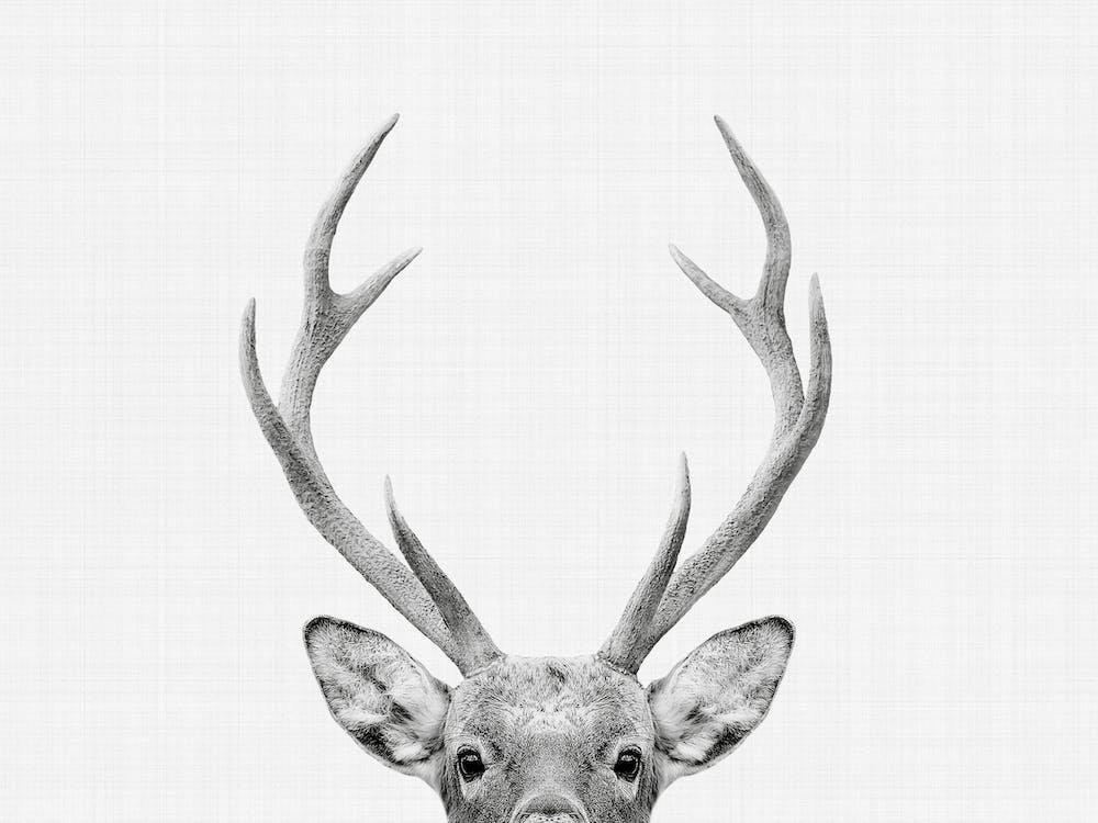Deer BW I