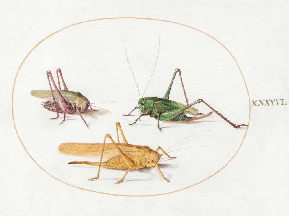 Three Grasshoppers (1575–1580), Joris Hoefnagel