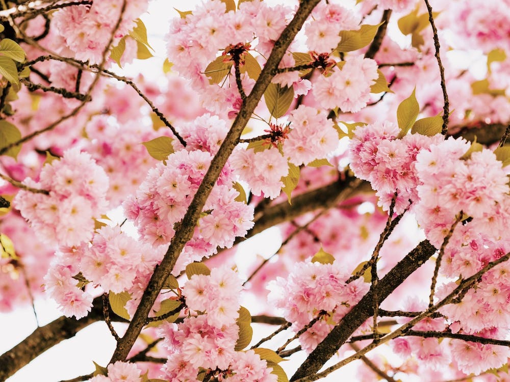 Cherry Blossom Branch