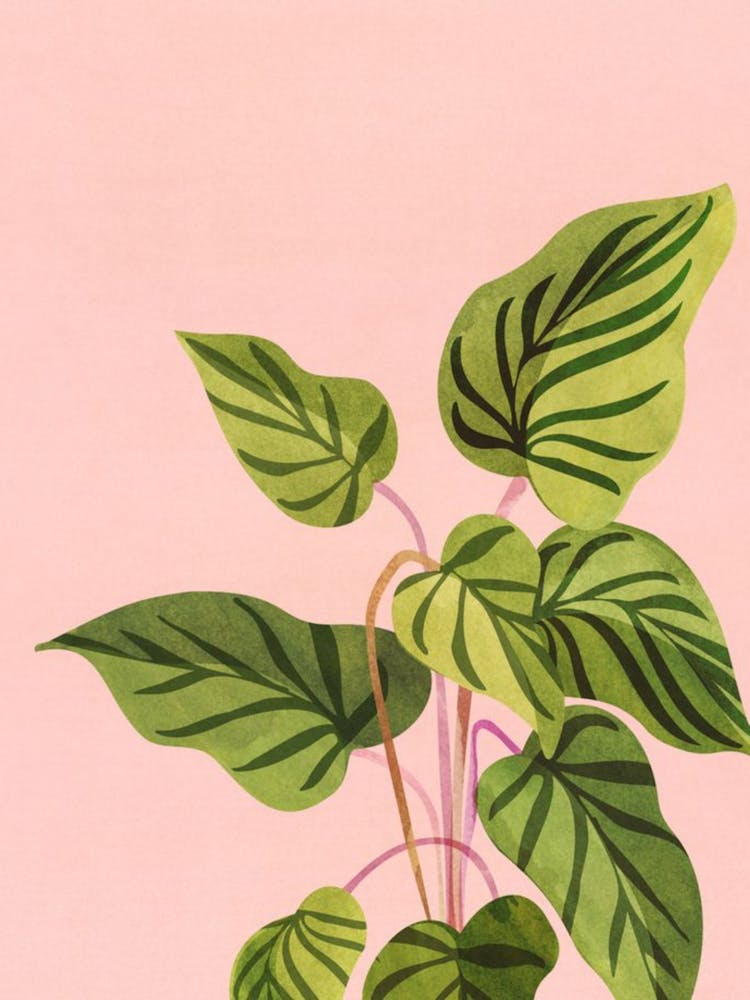 Pink And Green Plant