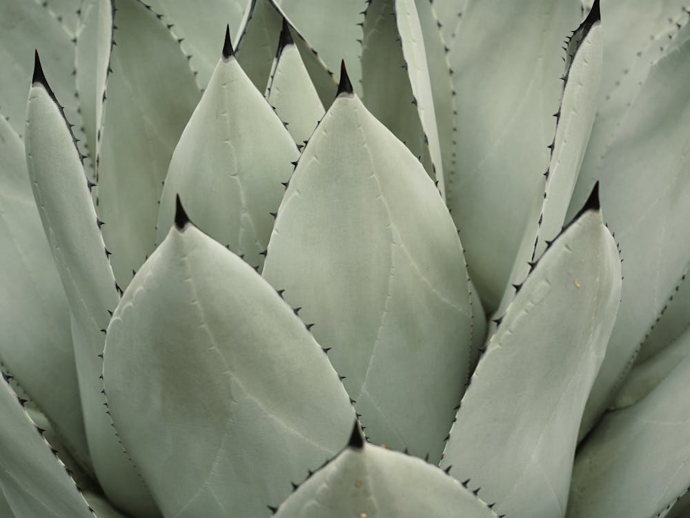 Perrys Agave Plant