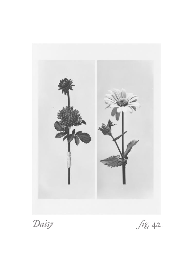 Daisy Botanical Collage 3