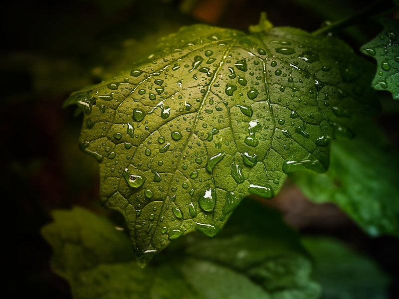 Raindrops On A Leaf 3