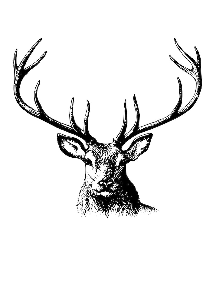 Deer Black White