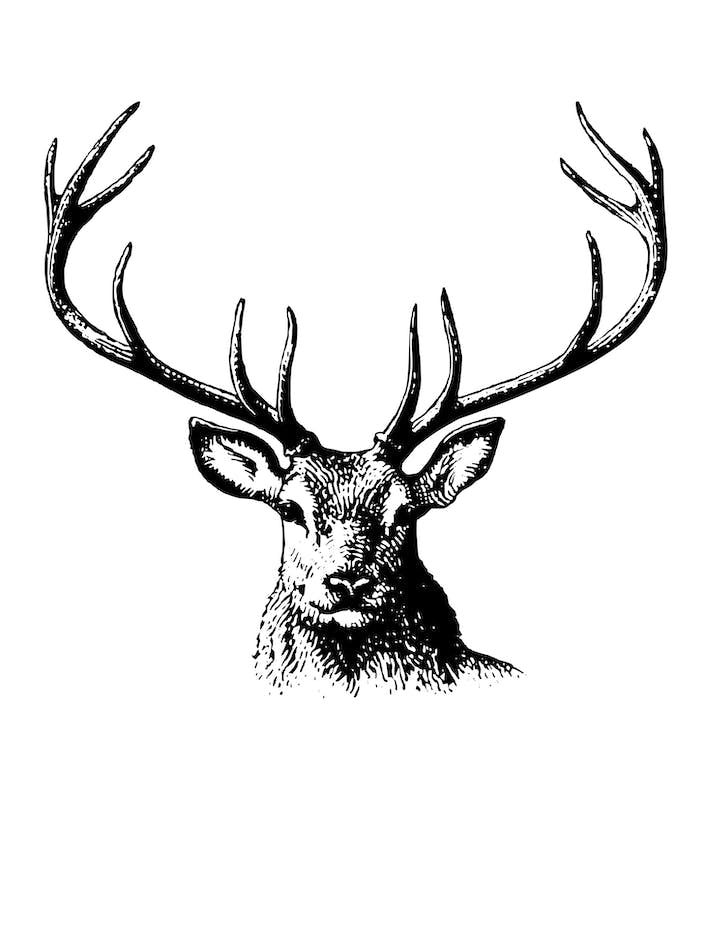 Deer Black White