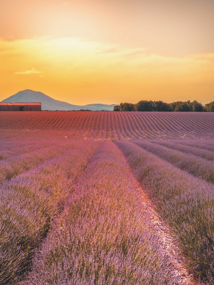 Lavender Field At Sunset
