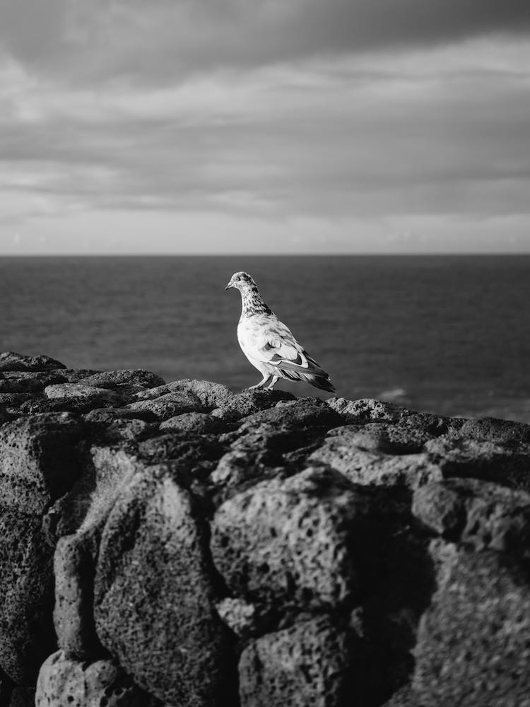 Hawaiian Bird