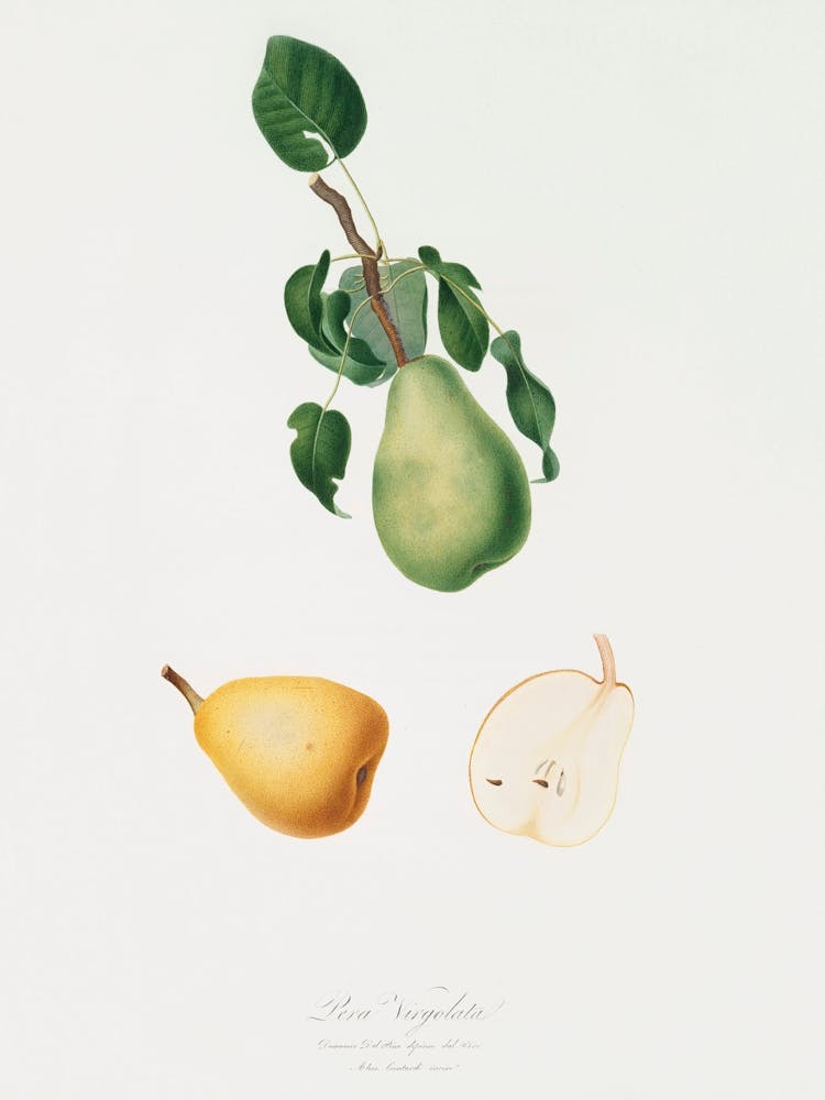 Winter Citron (Pyrus Virgolata) Aus Pomona Italiana (1817 1839), Giorgio Gallesio