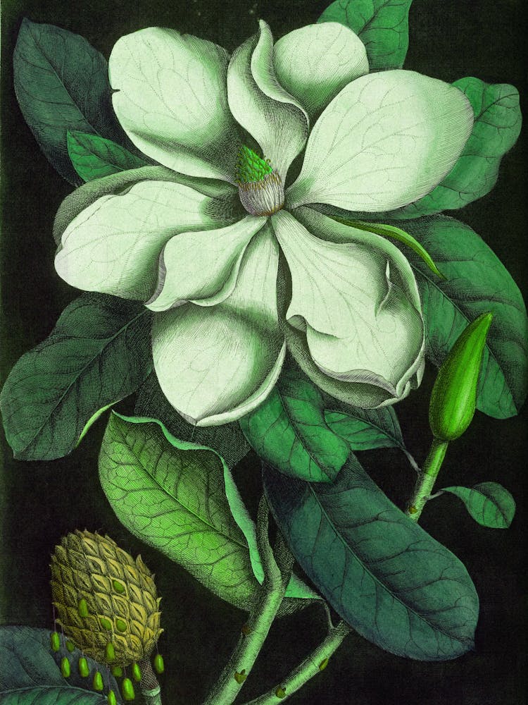 Magnolia 1