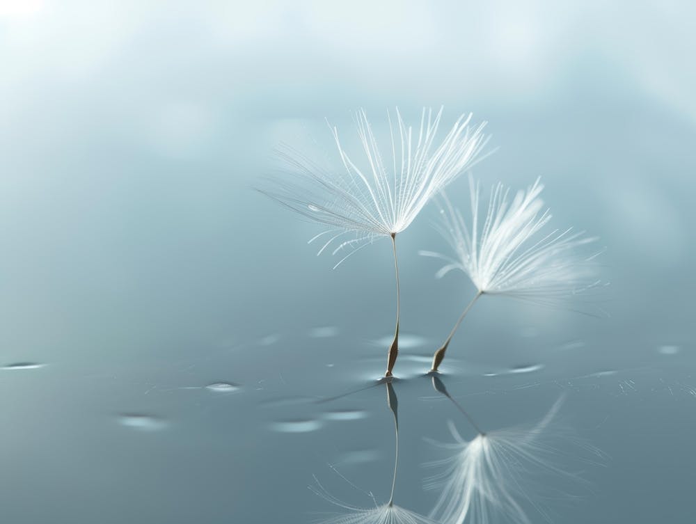 Dandelion 24