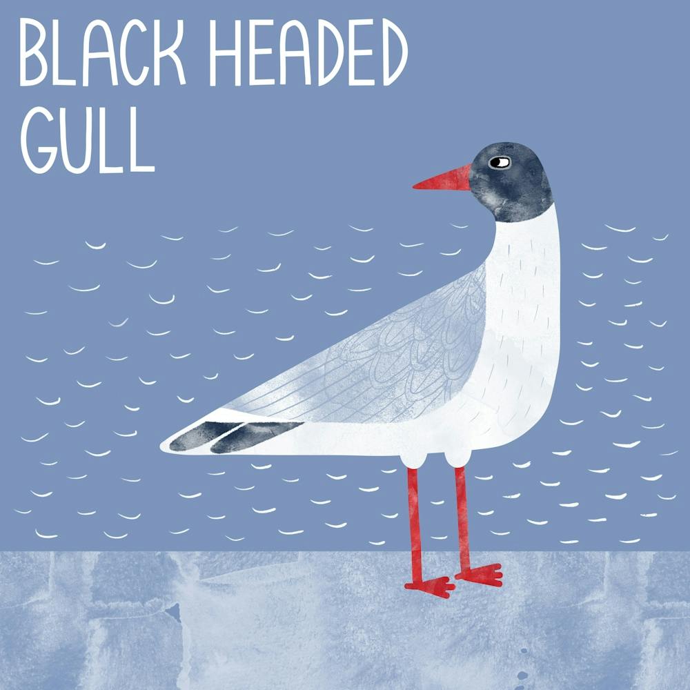 Black Headed Gull Nautical Coastal Bird