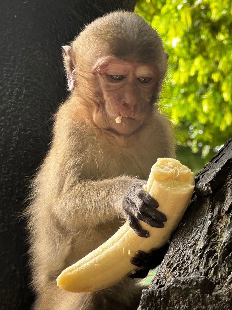 Monkey Eating Banana 1