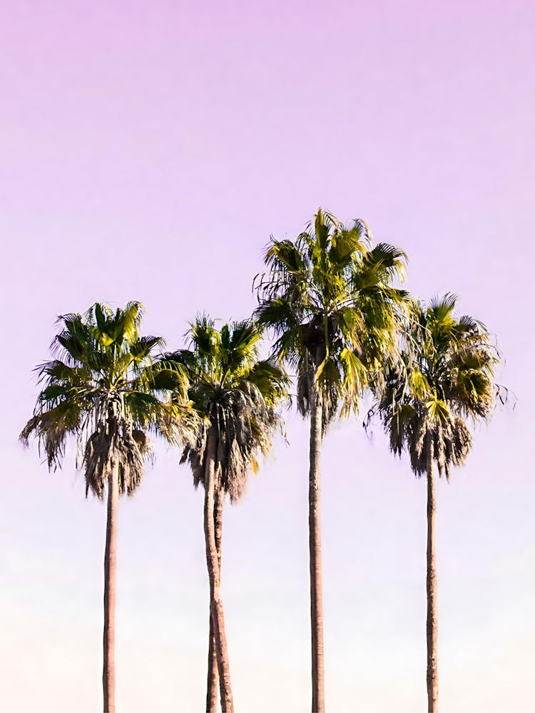 Palm Trees Against A Pink Sky