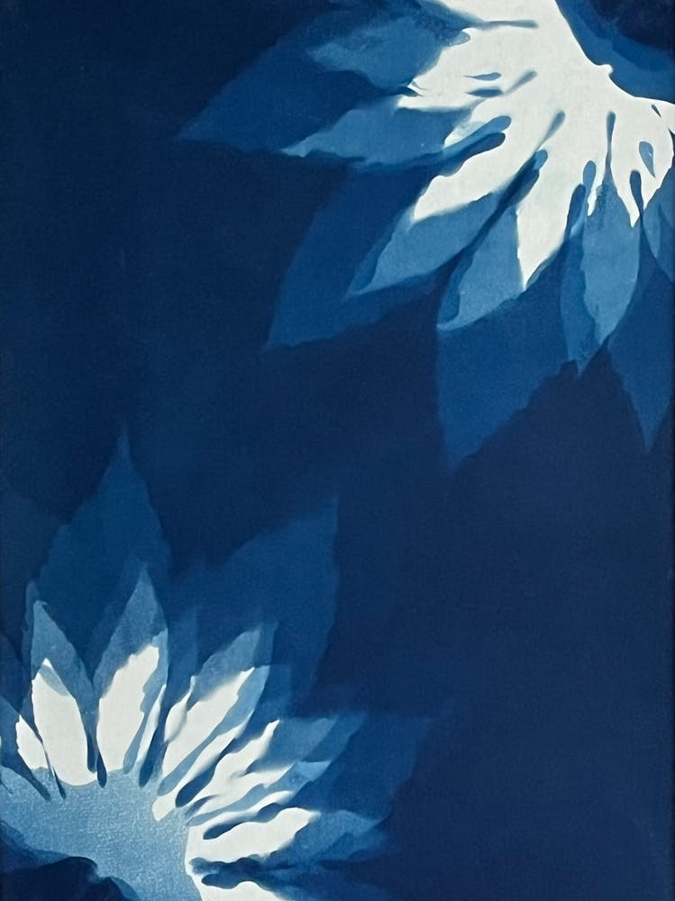 Fleurs Bleues Et Blanches