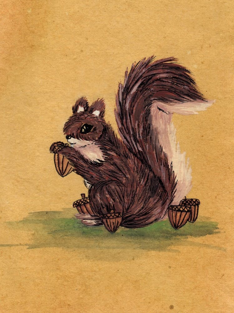 Home Squirrel Animal Lover