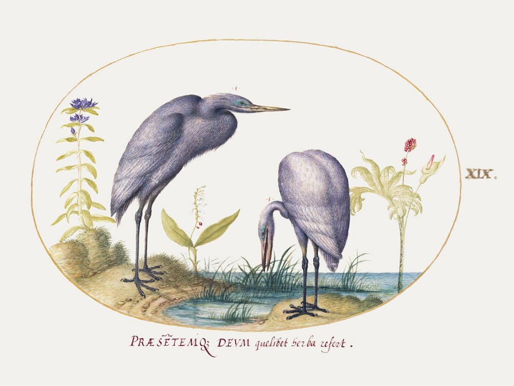 Two Great Egrets With Green Breeding Masks (1575–1580), Joris Hoefnagel