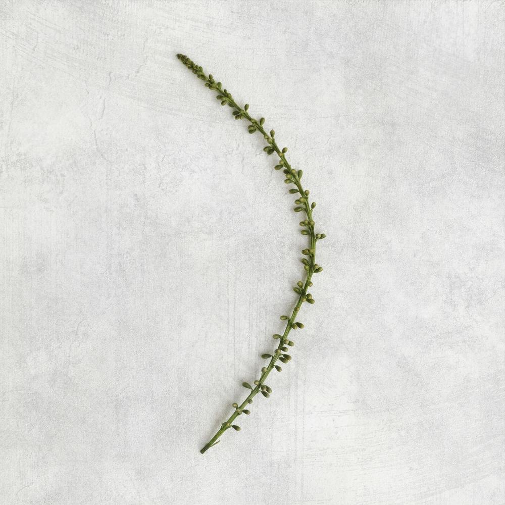 Minimal Botanical Square