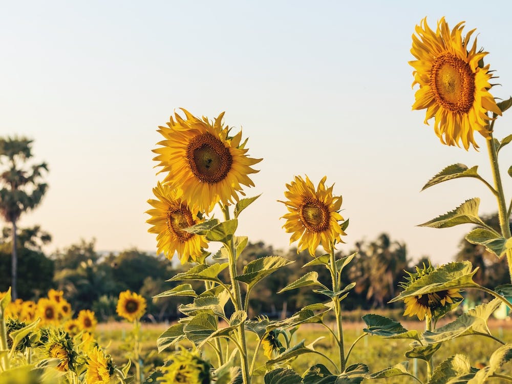 Sommer Sonnenuntergang Sonnenblumen