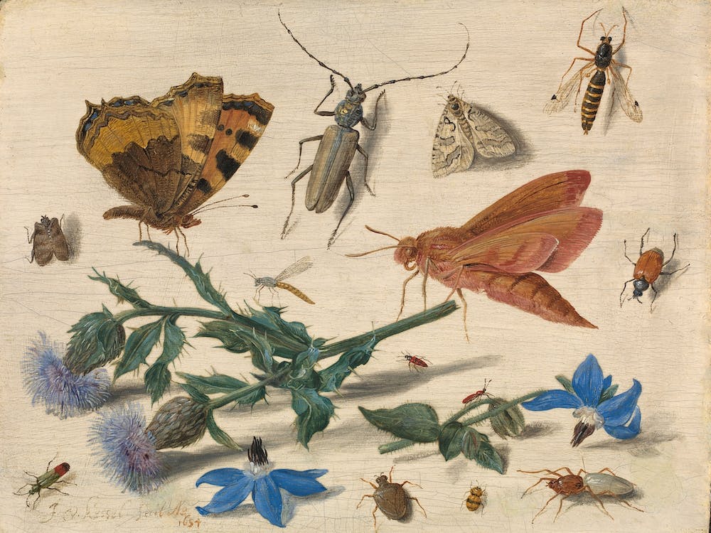 Butterflies, Moths And Insects With Sprays Of Creeping Thistle And Borage, Jan Van Kessel The Elder