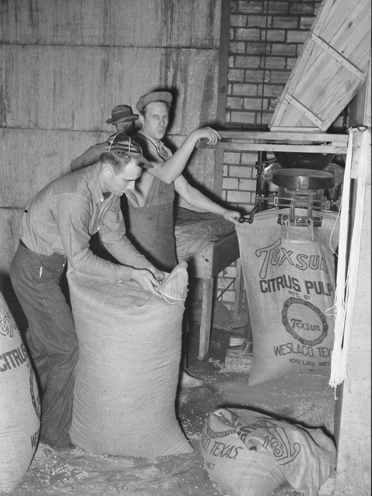 Filling And Tying Sacks Of Citrus Pulp, Grapefruit Juice Canning Plant, Weslaco, Texas By Russell Lee