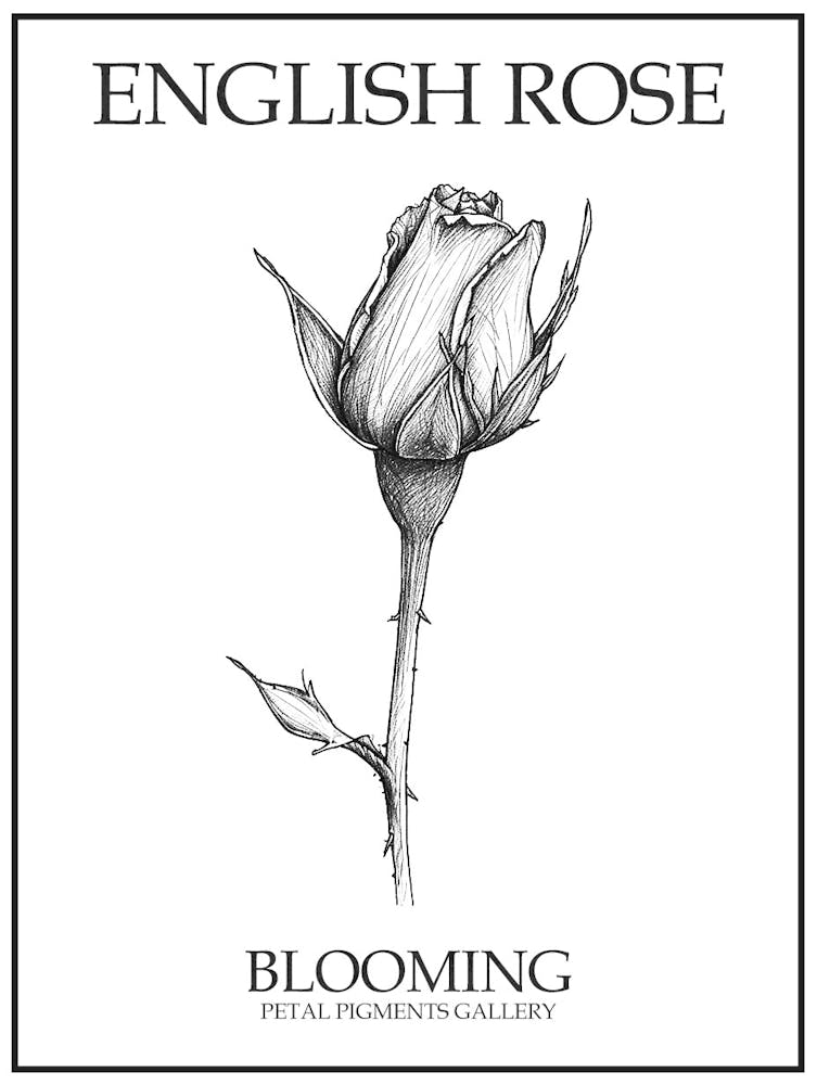 Englische Rose Blühende Linienzeichnung 1 Poster