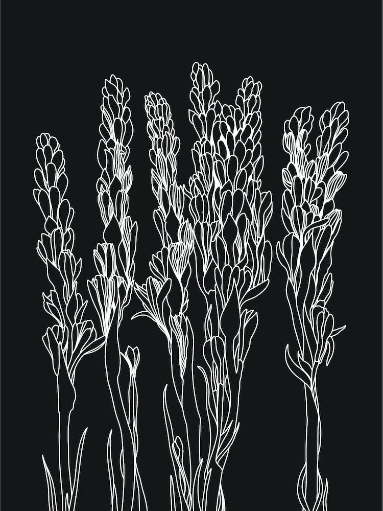 Tuberose Floral Linear drawing