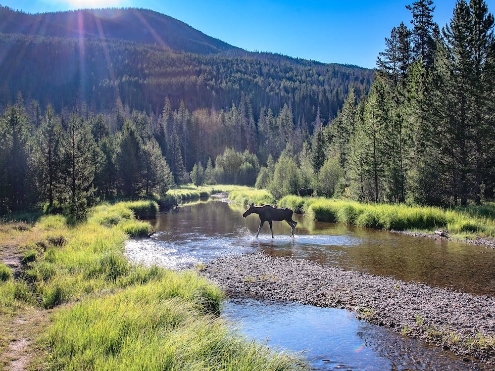 Moose In A Stream