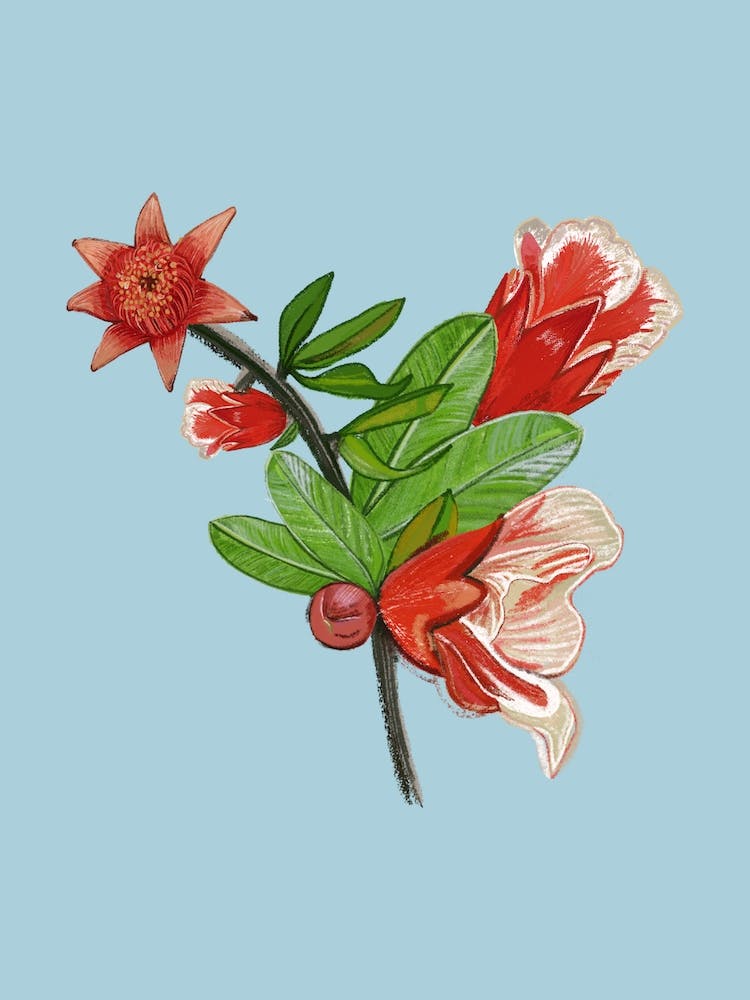 Pomegranate Flowers