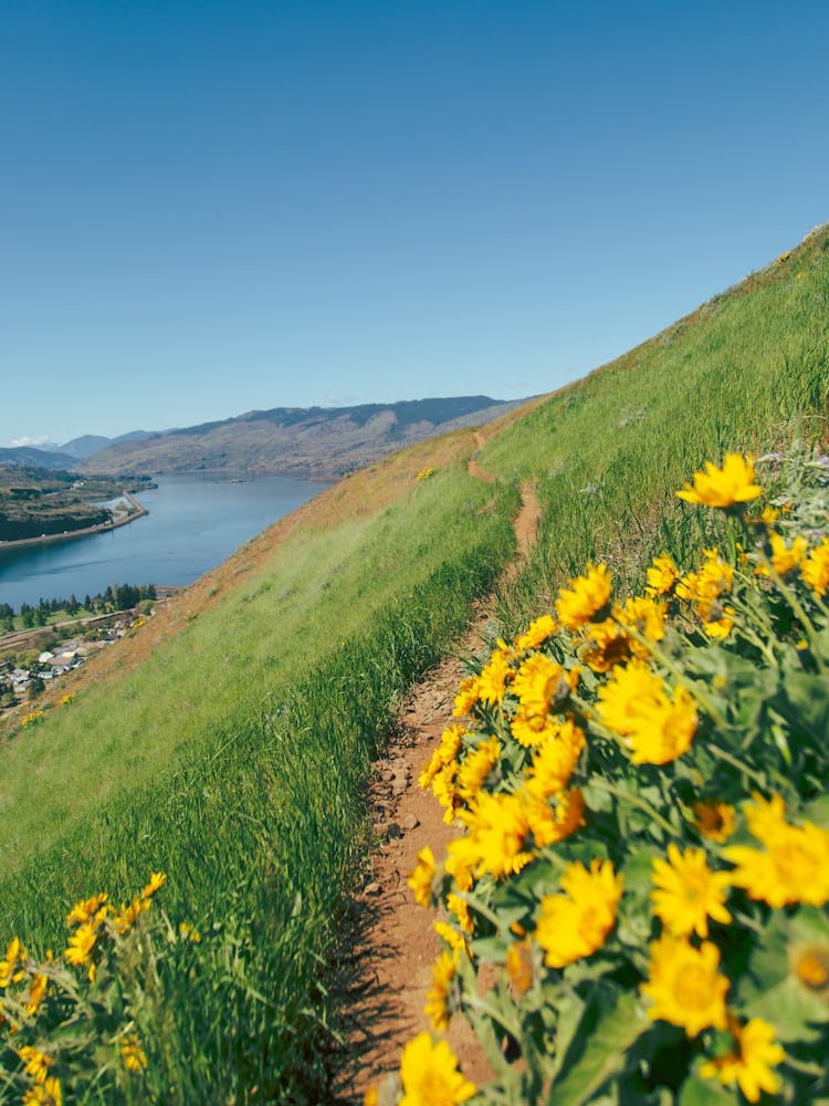 Yellow Wildflower Path