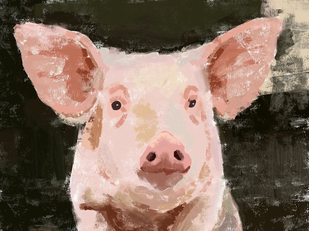 Pig Portrait