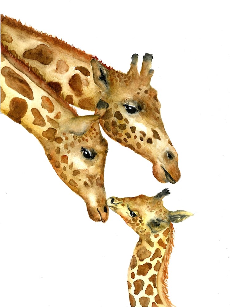 Giraffe Family
