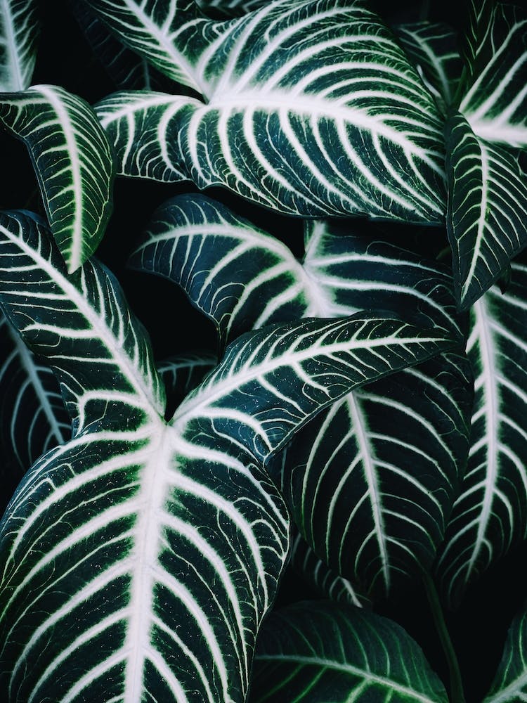 Jungle2