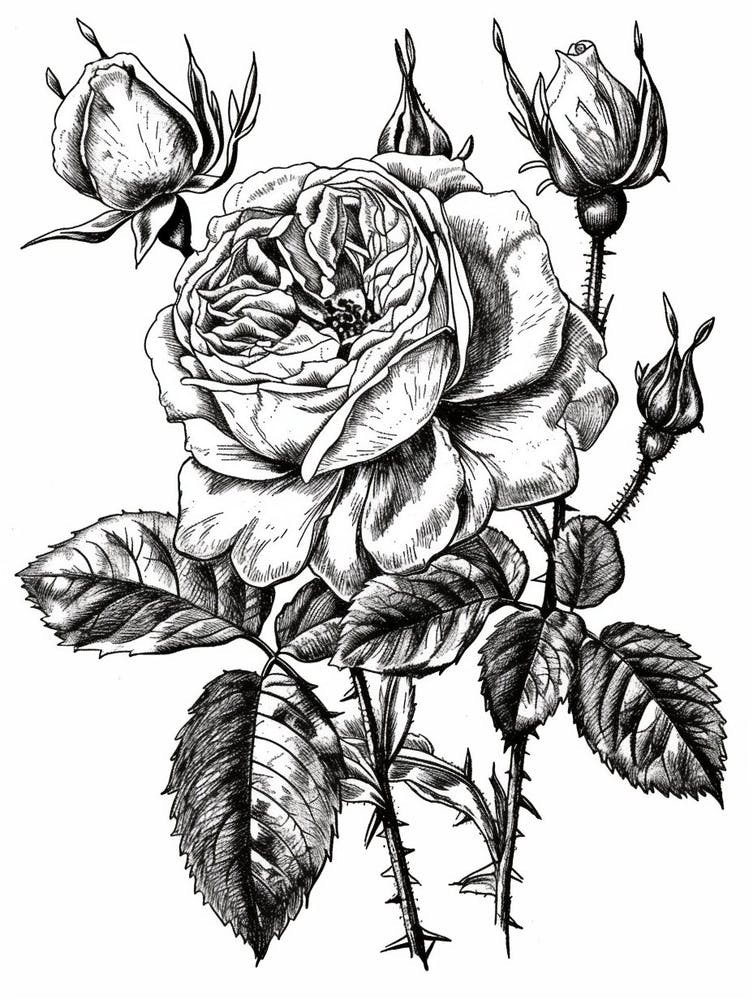 Black And White Rose Line Drawing 10
