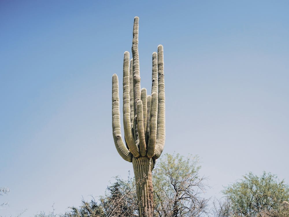 Saguaro Cactus Scenery