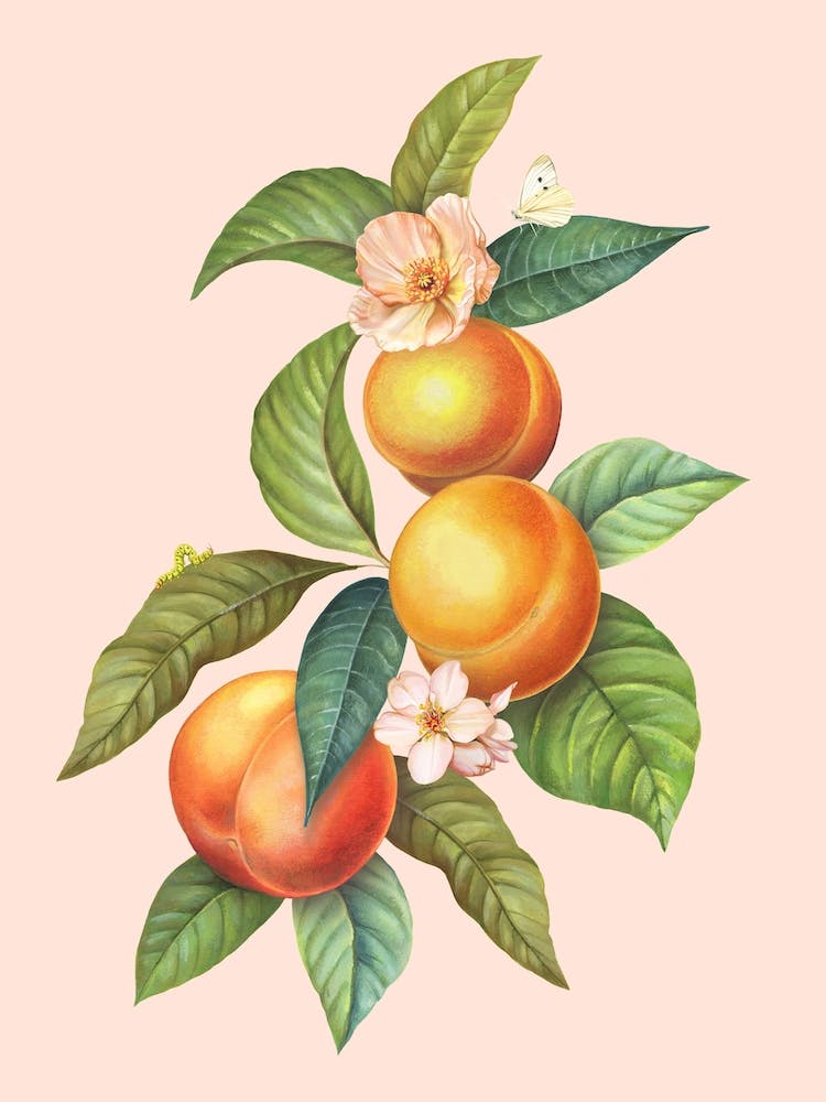 Peaches
