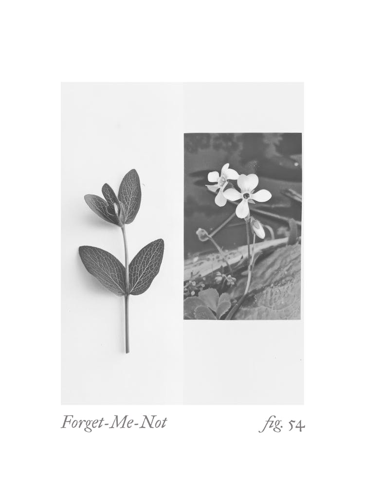Forget Me Not Botanical Collage 4