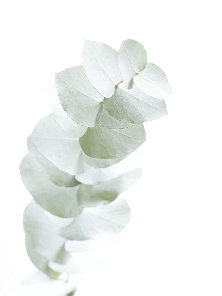 Eucalyptus White I in