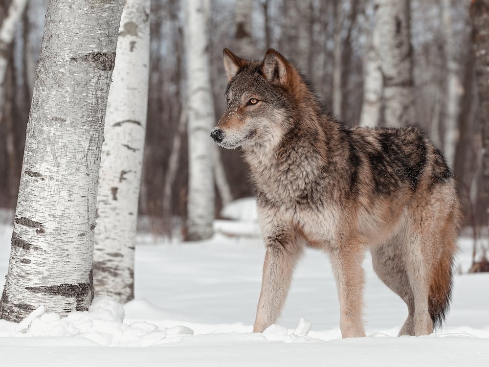 Timber Wolf In Winter